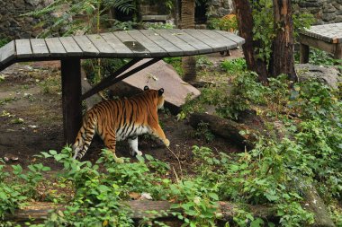 A tiger wanders through lush greenery, moving carefully from a platform. clipart