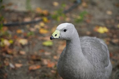 Gri bir ördek sonbahar parkında düşen yaprakların arasında gezinir..