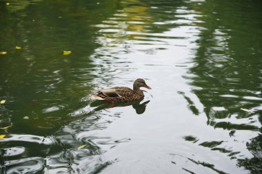 Doğadaki sakin bir gölün sakin sularında süzülen bir ördek..