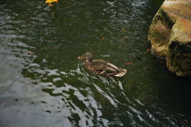 Bir ördek, büyük taşların yanında sakin bir gölette huzur içinde yüzer..