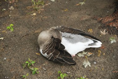 Bir kaz, başını kanatlarının altına kıstırmış toprakta dinleniyor..