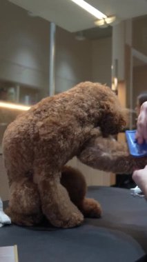Kabarık tüylü bir köpek bir kuaförde tımar seansından zevk alır.