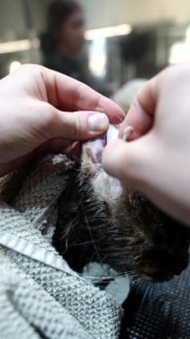 Bir kedi veteriner kliniğinde kulak temizleme prosedürüne tabi tutulur..