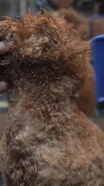 Bir insan kuaför salonunda kıvırcık saçlı bir köpeği fırçalar..