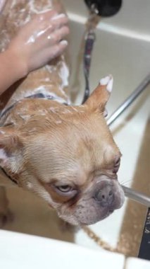 Küçük bir köpek dışarıda sabun ve suyla hafif bir banyo yapar..