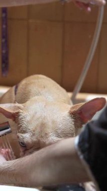 Küçük köpek sıcak bir küvette rahatlatıcı bir banyo alır, temiz ve yenilenmiş hisseder..