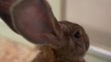 Çiftlikteki kara tavşanlar. Yüksek kalite 4k görüntü