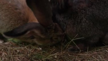 Çiftlikteki kara tavşanlar. Yüksek kalite 4k görüntü