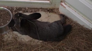 Çiftlikteki kara tavşanlar. Yüksek kalite 4k görüntü