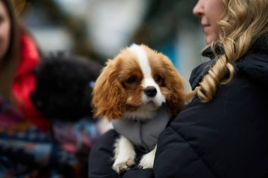 Yumuşak paltolu küçük bir köpek sıcak giyimli bir insanın kollarında beşikte. Çevrelerinde, serin bir günde neşeli bir atmosfer yaratan başka bireyler ve evcil hayvanlar var..