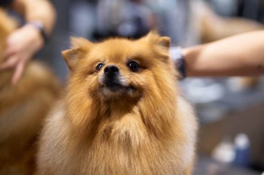 Fluffy Pomeranian özenle bakım seanslarından hoşlanıyor.