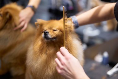 Bir köpek bir kuaförde dinlenirken tarakla tımar ediliyor..