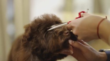 Profesyonel bir kürkü köpeğin gözlerinin etrafına dikkatle ve dikkatle sarın..