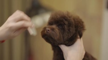 Evcil hayvanınızı evde temiz ve sağlıklı tutmak için köpek bakımı gereklidir..