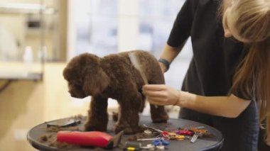 Köpeğinin harika ve sağlıklı görünmesi için temel tımar tekniklerini öğren..