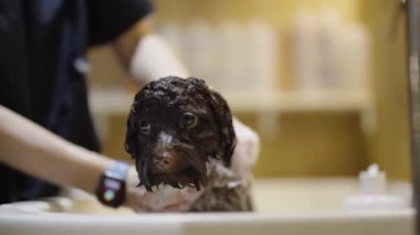 Profesyonel bir bakım istasyonunda bir köpek yavrusu yıkılıyor..