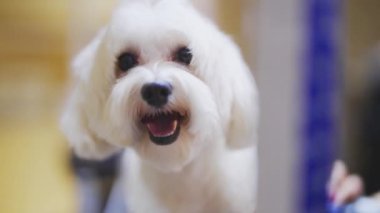 Köpeğinizi temiz ve mutlu tutmak için temel bakım tekniklerini öğrenin..