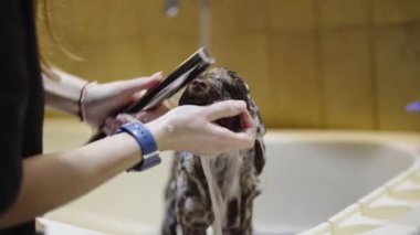 Bir köpek sıcak ve rahatlatıcı bir ortamda nazikçe banyo yapıyor..