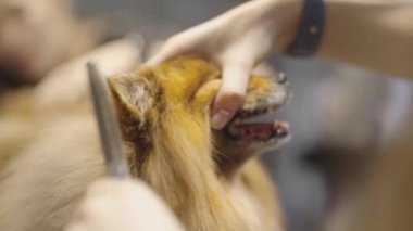 Bir köpek, bir profesyonel tarafından dinlenirken özenle yetiştiriliyor..