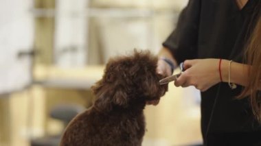 Bu bilgilendirme oturumunda köpeğiniz için temel tımar tekniklerini öğrenin.