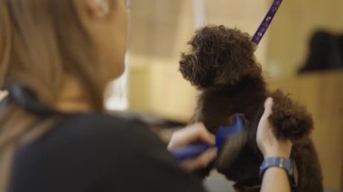 Uzman, kuaförde köpek bakımı yöntemleri gösteriyor..