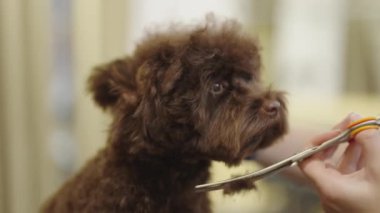 Köpeğinizin en iyi görünümünü korumak için temel tımar tekniklerini öğrenin..