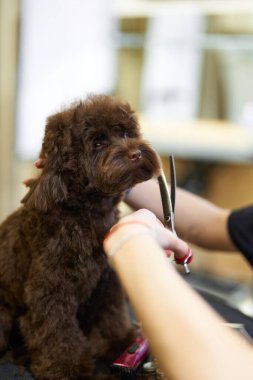 Kahverengi bir köpek kuaförde kuaför tarafından bakılıyor..