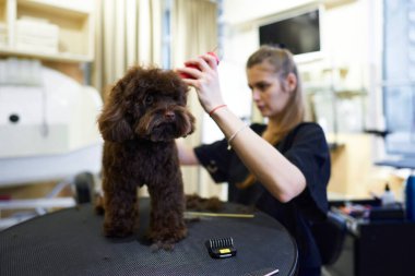 Küçük kahverengi bir köpek kuaförde stilist tarafından yetiştiriliyor..