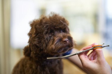 Kahverengi bir köpek, detaylara özen ve özenle bakılıyor..