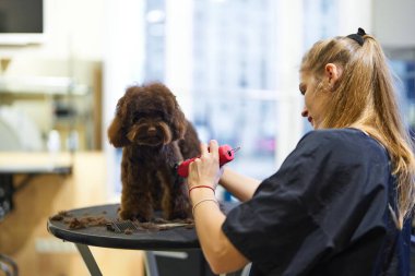 Bir kuaför canlı bir evcil hayvan salonunda kahverengi bir köpek stili çizer..