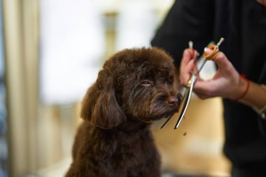 Bir kuaför evcil hayvan kuaföründe kahverengi bir köpeğin kürkünü dikkatlice buduyor..