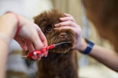 Bir kuaför, evcil hayvan salonunda küçük kahverengi bir köpeği dikkatlice şekillendirir..