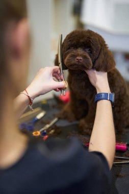 Bakımcı, evcil hayvan salonunda kahverengi bir köpeğin kürkünü dikkatlice buduyor.