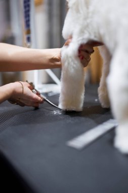 Bir insan, tüylü bir köpeğin kürkünü tımar masasında buduyor..