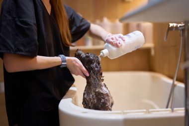 A groomer bathes a small dog using shampoo in a clean spa environment. clipart