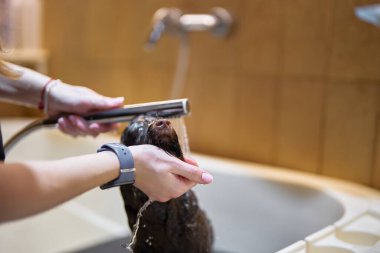 Bir insan köpeğini akan suyla mutfak lavabosunda yıkıyor..