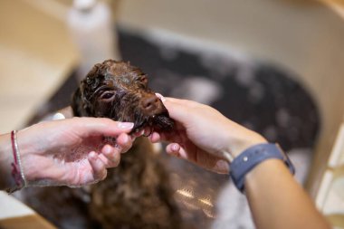 Bir köpek, ellerini yüzünü ve kürkünü dikkatlice yıkarken banyonun tadını çıkarır..