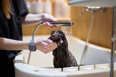 Bir köpek kuaförden ferahlatıcı bir banyo alır..