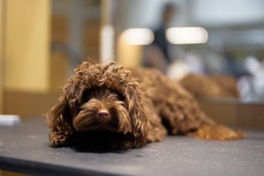 Kıvırcık saçlı köpek sırasını beklerken tımar masasında dinleniyor..