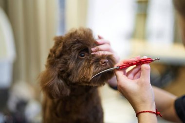 Bir insan kuaförde küçük kahverengi bir köpeğin kürkünü budar..