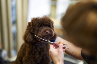 Bir tımarcı kürkünü makasla keserken küçük kahverengi bir köpek sabırla oturur..