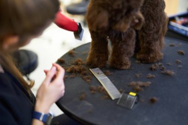 Kahverengi bir kaniş bir stilist tarafından bir masaya tımarlanıyor..