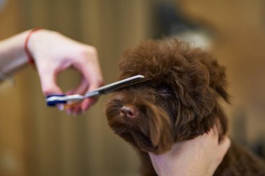 Küçük kahverengi bir köpeğin kürkü profesyonel bir tımarcı tarafından kesilir..