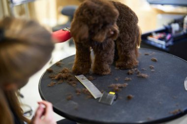 Kahverengi bir köpek bir kuaförde siyah bir masaya tımarlanır..
