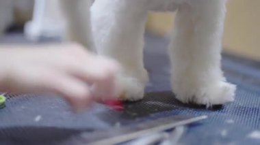 Köpek pençelerini ve kürk bakımını kesmek için etkili tımar teknikleri öğrenin.