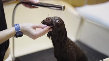 Kaplıcada mutlu kahverengi bir köpekle sevgi dolu bir bakım seansının tadını çıkar.