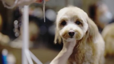 Köpeklerin paltolarını korumak için etkili tımar teknikleri öğren..
