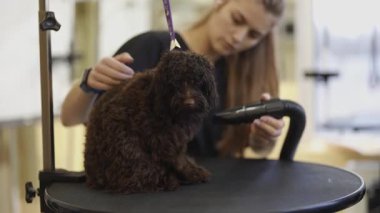 Profesyonel tımar, köpek görünümünü ve hijyen bakımını arttırır..