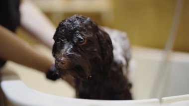 Bir köpek bakım istasyonunda temizlenirken banyo yapmaktan zevk alır..