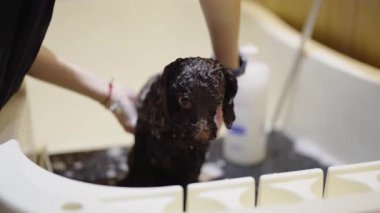 Köpeğinizi yıkamak için etkili teknikler öğrenin. Sağlık ve hijyen için..